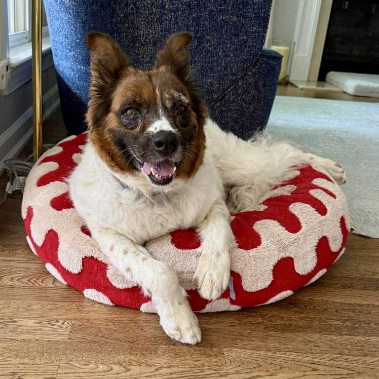 Layla