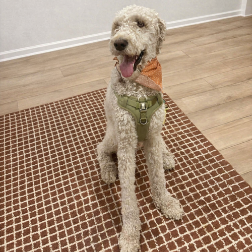 Teddy, an adoptable Poodle in Spring Lake, NC