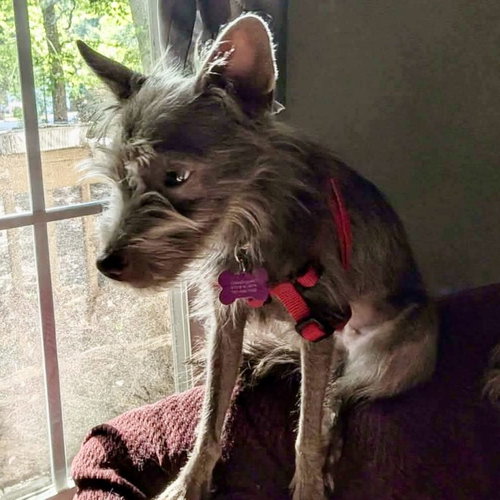 Zoey, an adoptable Terrier in Spring Lake, NC