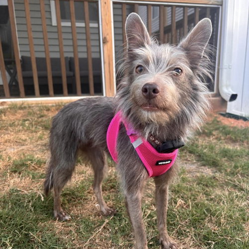 Zoey, an adoptable Terrier in Spring Lake, NC