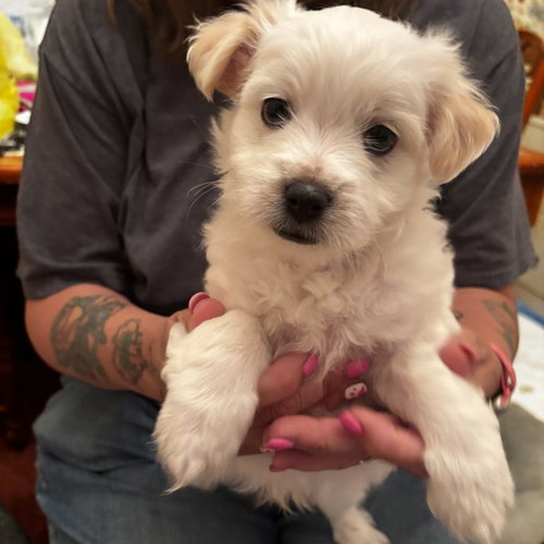 Duke, an adoptable Terrier in Spring Lake, NC