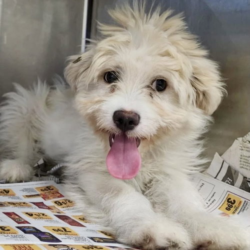 Fancy, an adoptable Terrier in Spring Lake, NC