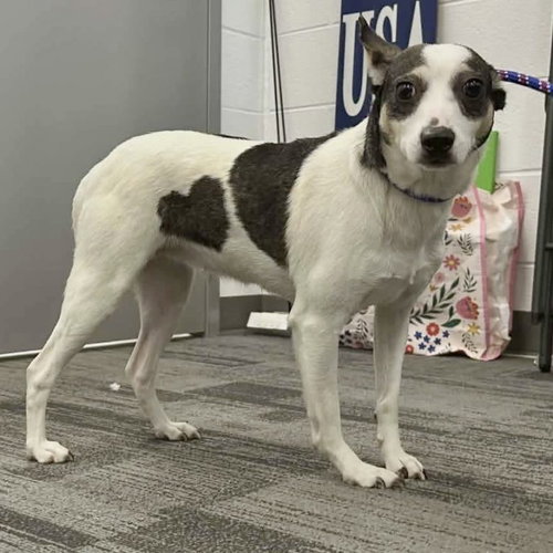 Sheila, an adoptable Terrier in Spring Lake, NC