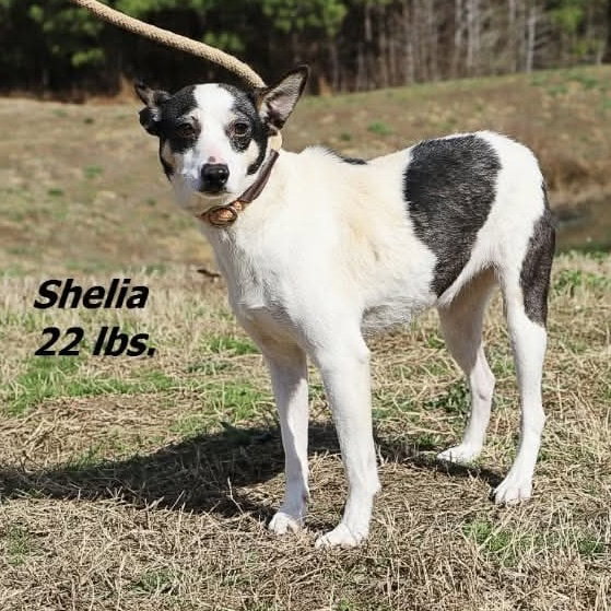 Sheila
