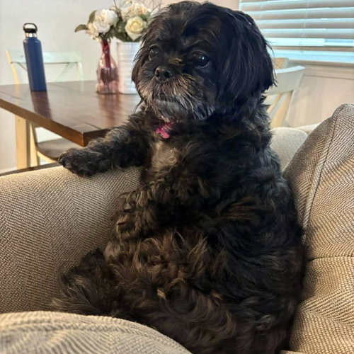 Mocha, an adoptable Shih Tzu in Spring Lake, NC