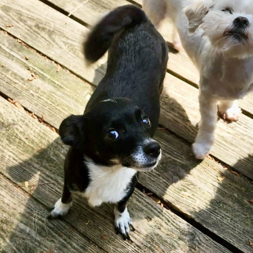 Nila, an adoptable Chihuahua in Spring Lake, NC