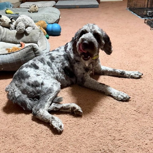 Gracie Loo, an adoptable Poodle in Spring Lake, NC