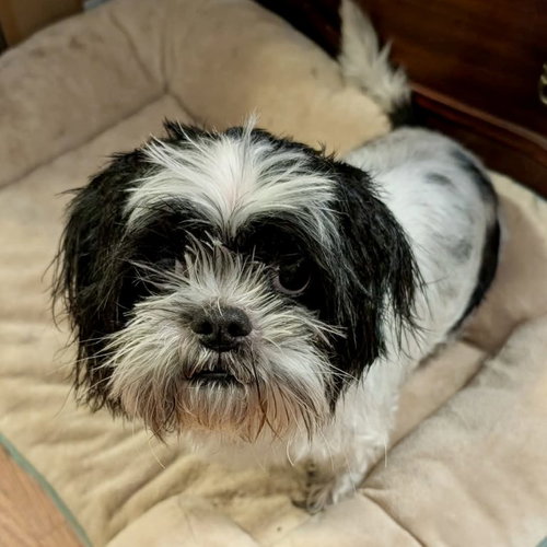 Griffith, an adoptable Shih Tzu in Spring Lake, NC