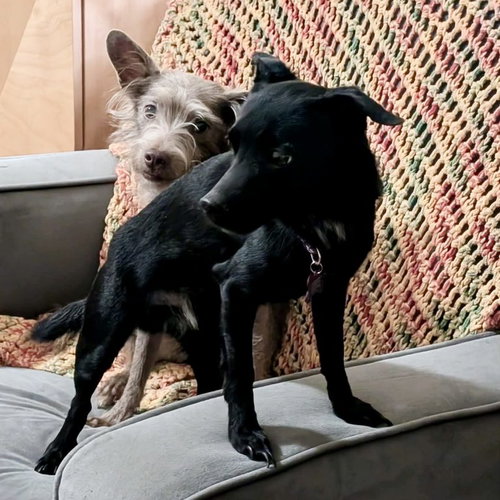 Stoney, an adoptable Chihuahua in Spring Lake, NC