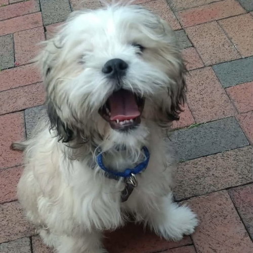 Murphy, an adoptable Lhasa Apso in Spring Lake, NC