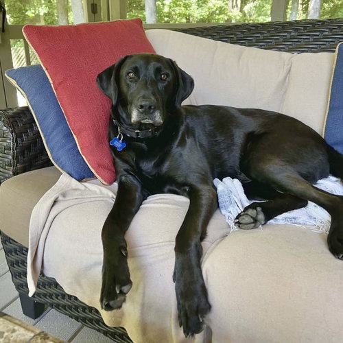 Pepper, an adoptable Labrador Retriever in Spring Lake, NC