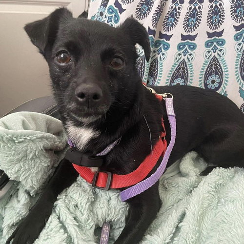 London Lee, an adoptable Chihuahua in Spring Lake, NC