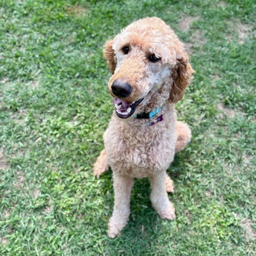 Appa, an adoptable Golden Retriever in Spring Lake, NC