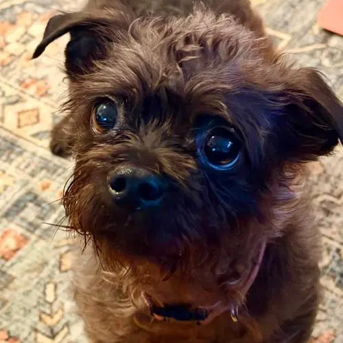 Barris - Cairn Terrier