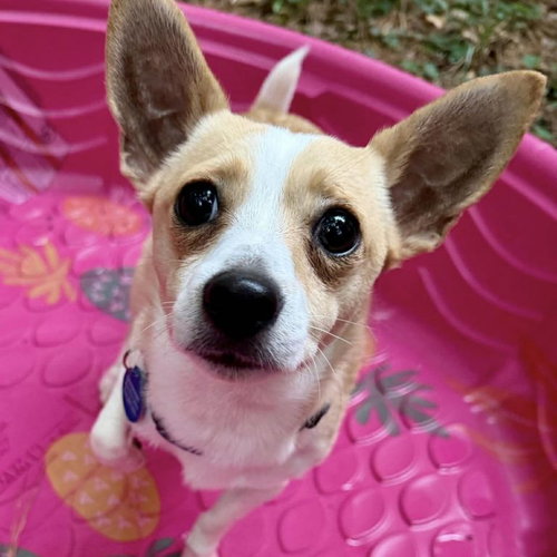 Sprocket, an adoptable Corgi in Spring Lake, NC