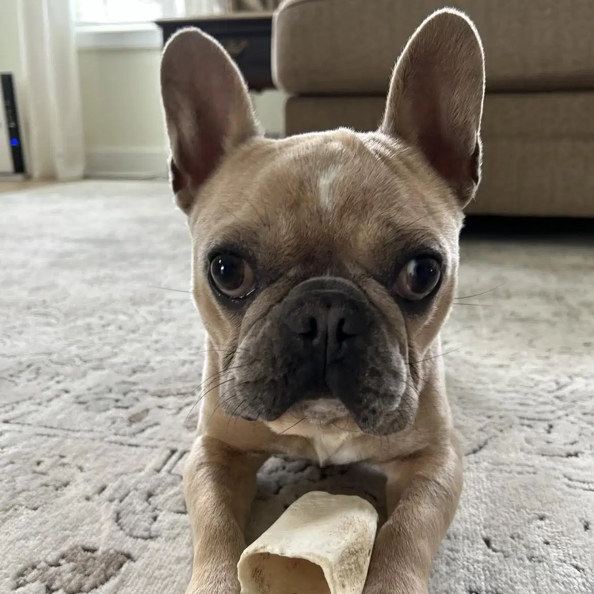 Suess - French Bulldog
