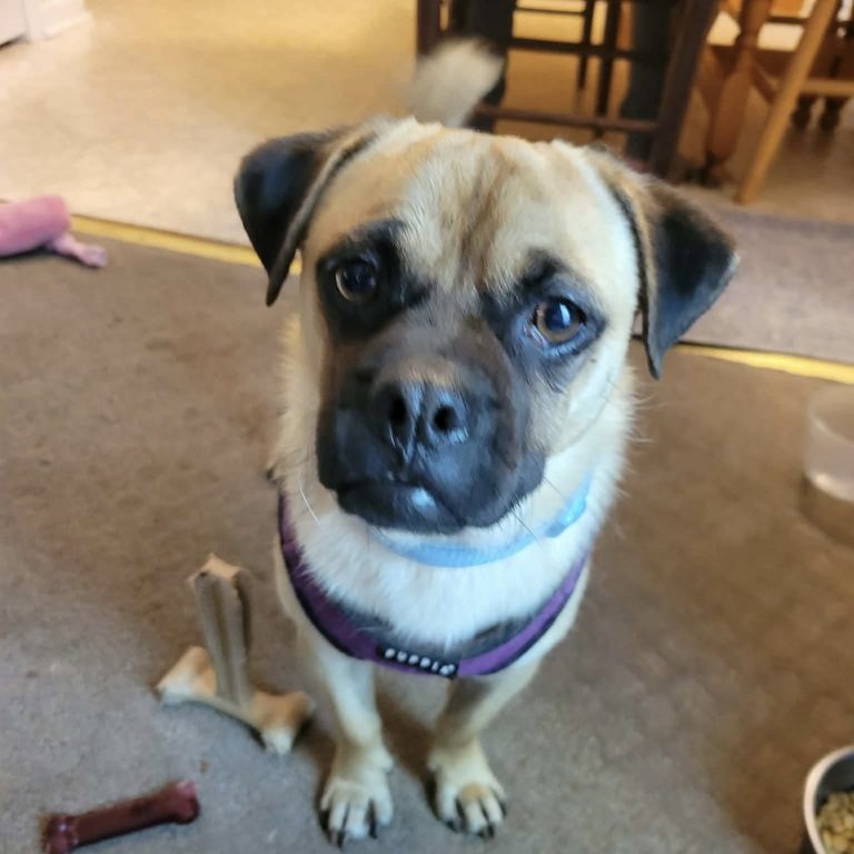Gus
