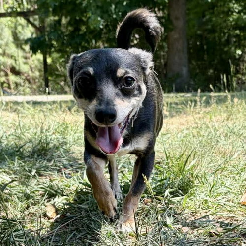 Simon