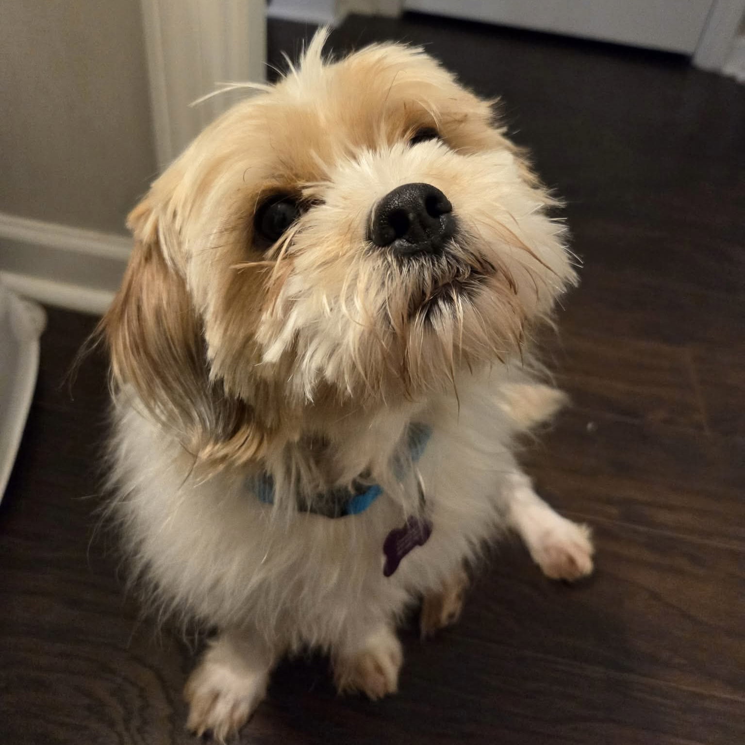 Benji Bee