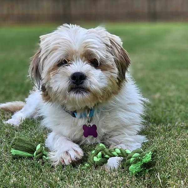 Benji Bee