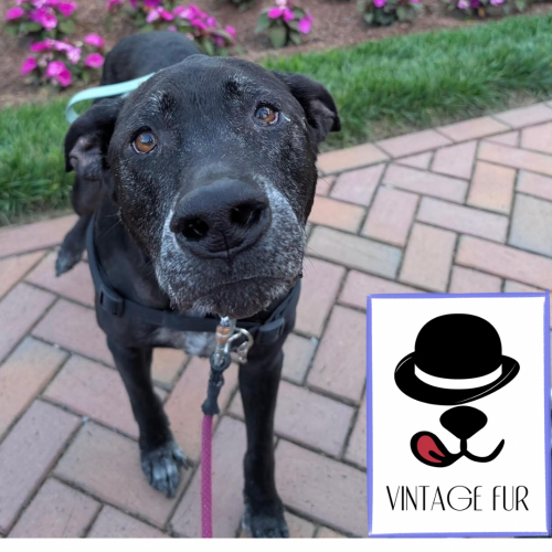 Buddy Blue, an adoptable Labrador Retriever in Spring Lake, NC