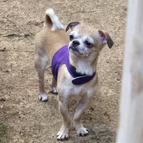 Georgie