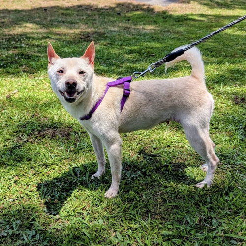 Chanel, an adoptable Shiba Inu in Spring Lake, NC