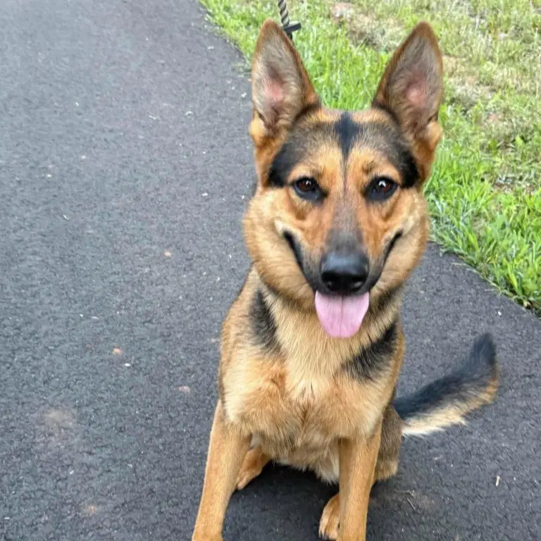 Ellie - German Shepherd Dog