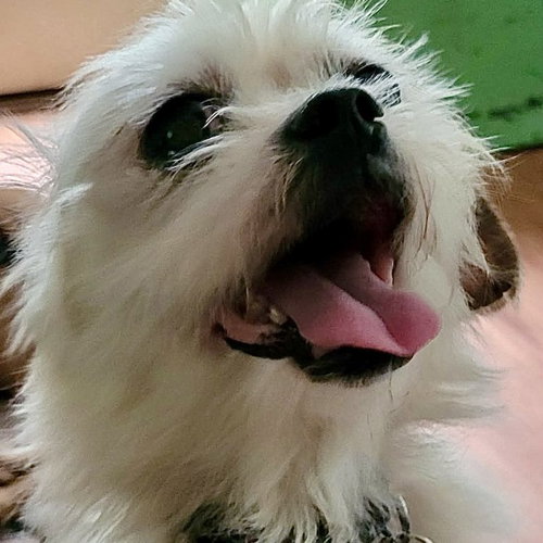 Romeo, an adoptable Chihuahua in Spring Lake, NC