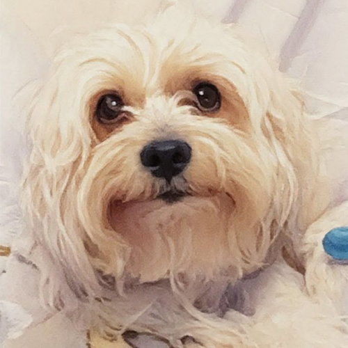 Connor, an adoptable Maltese in Spring Lake, NC