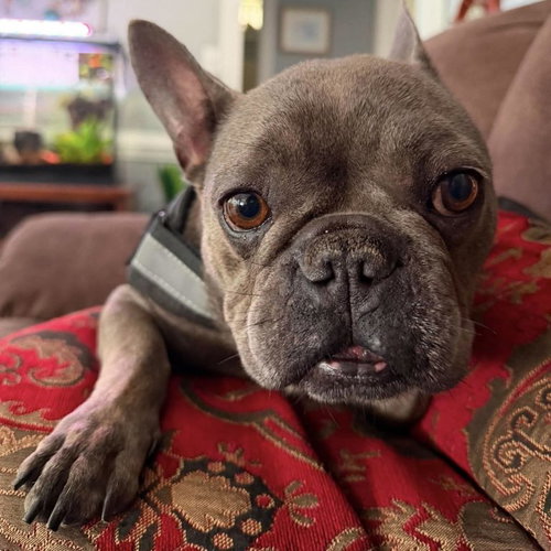 Stacy Bee, an adoptable French Bulldog in Spring Lake, NC