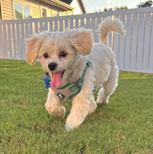 picture of the dog needing adoption