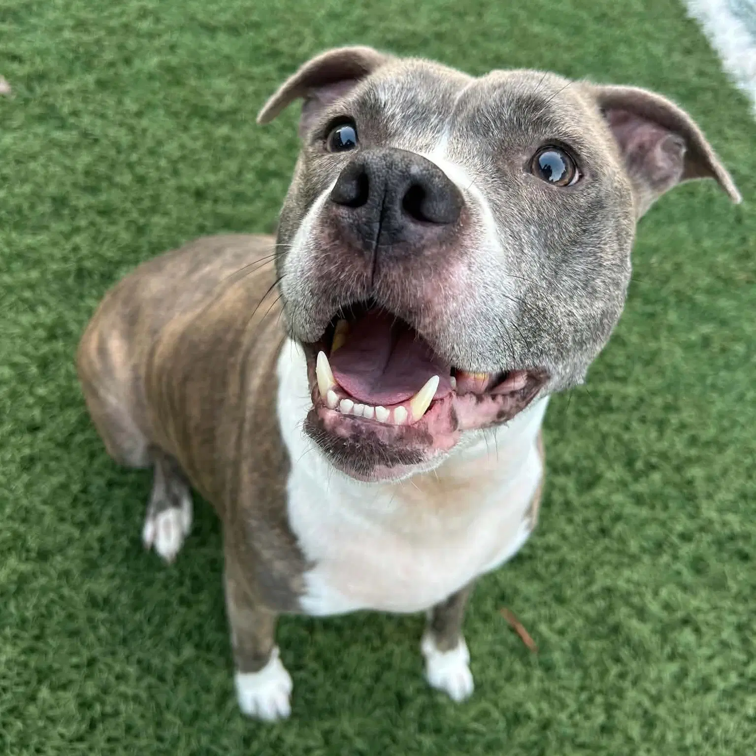 Nala - American Pit Bull Terrier