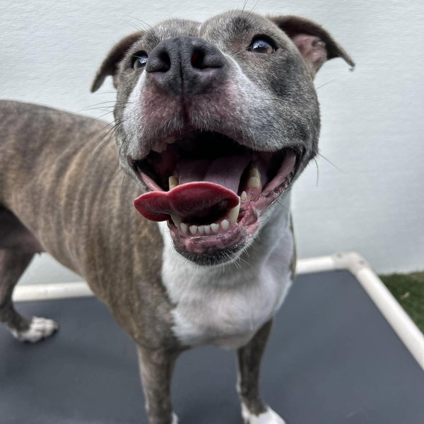Nala