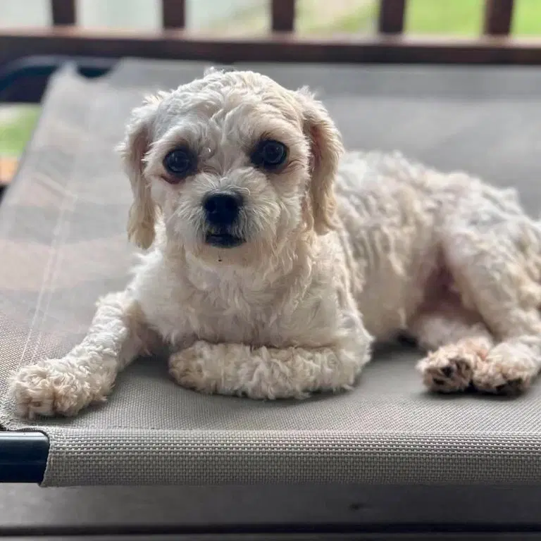 Skylar - Maltese