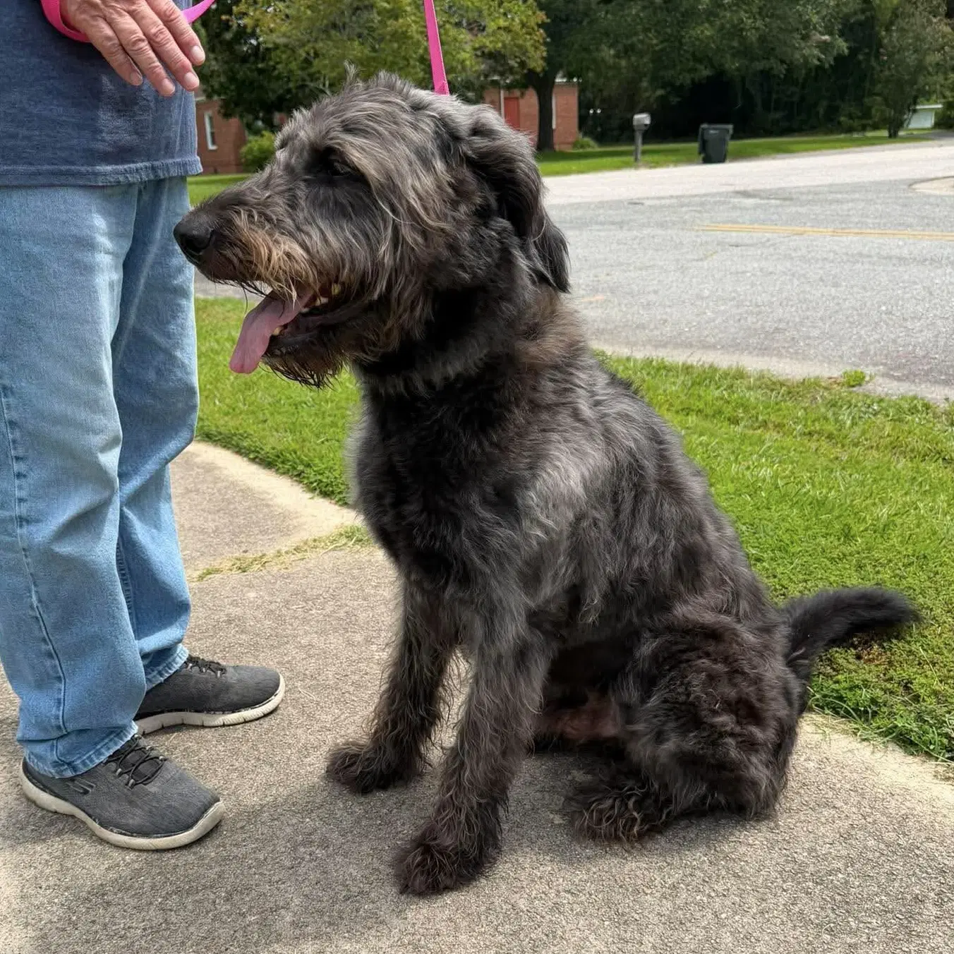 Zeke - Sheep Dog