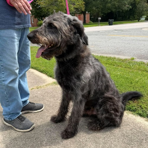 picture of the dog needing adoption