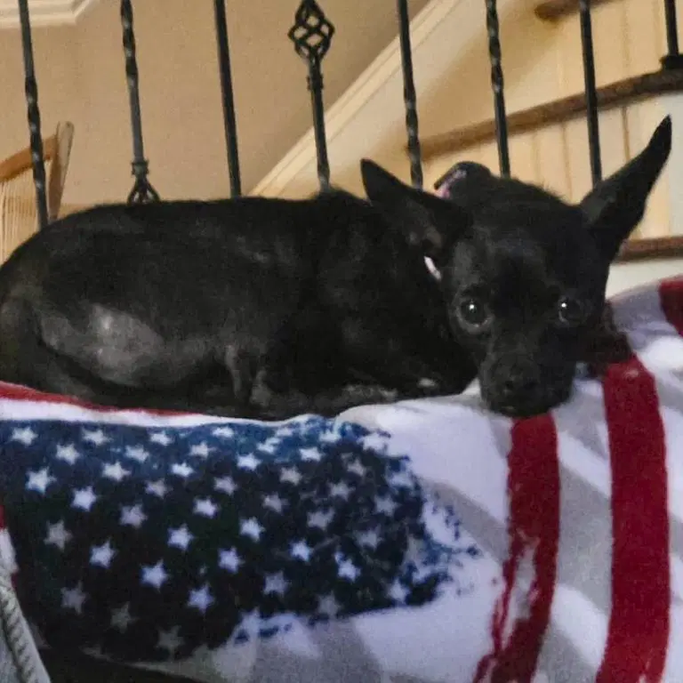 Penny - Chihuahua
