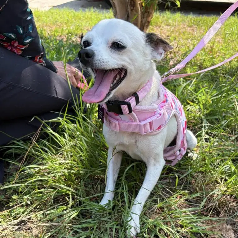 Tess - Chihuahua