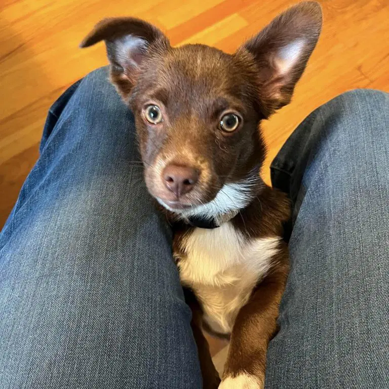 Arthur - Pomeranian