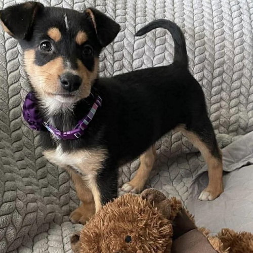 picture of the dog needing adoption