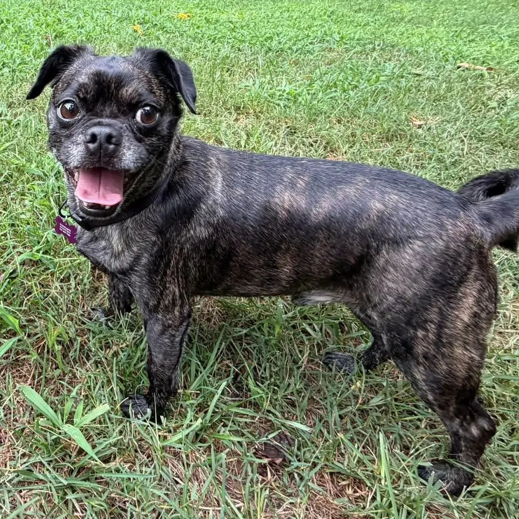 Teddy - Pug