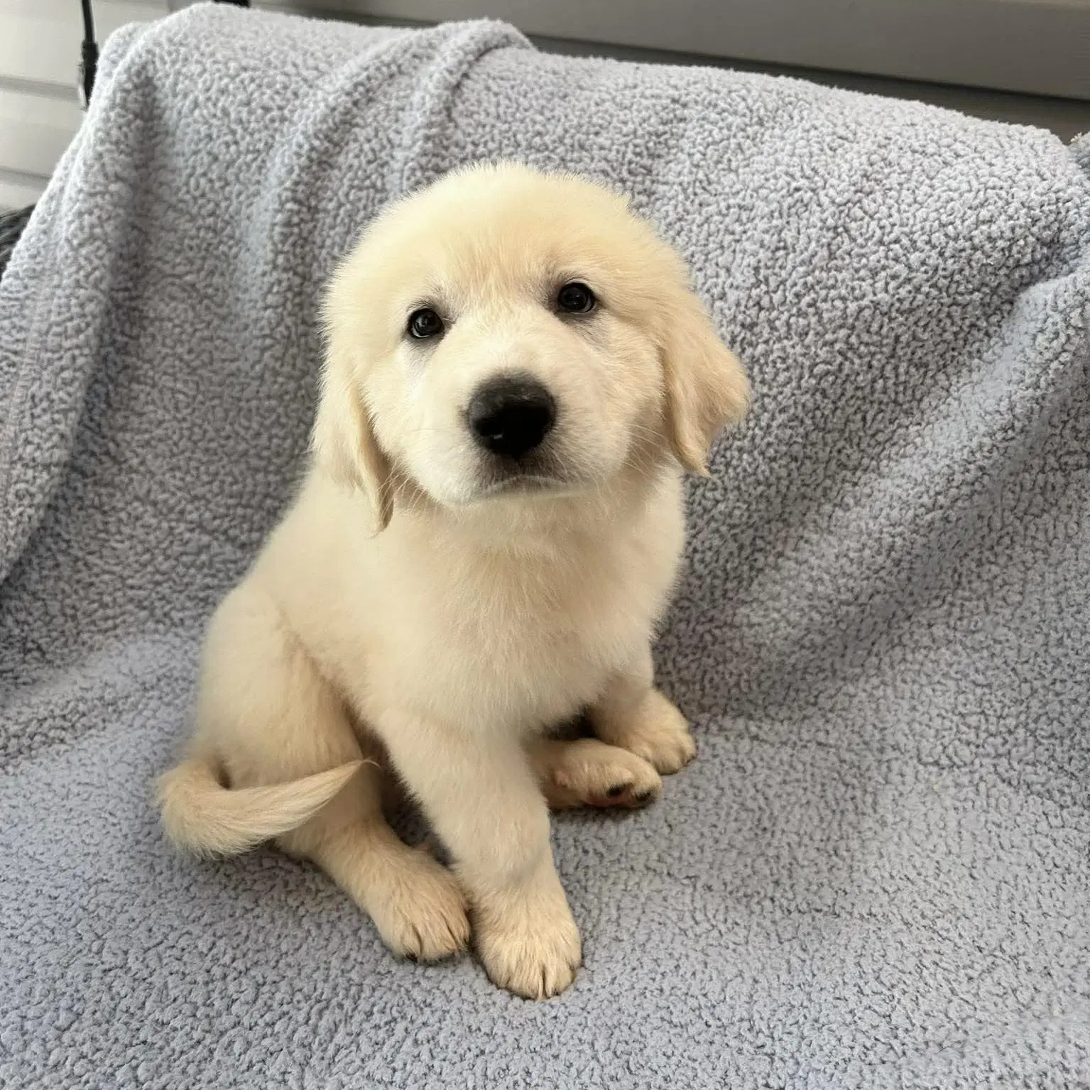 Grizz - Great Pyrenees