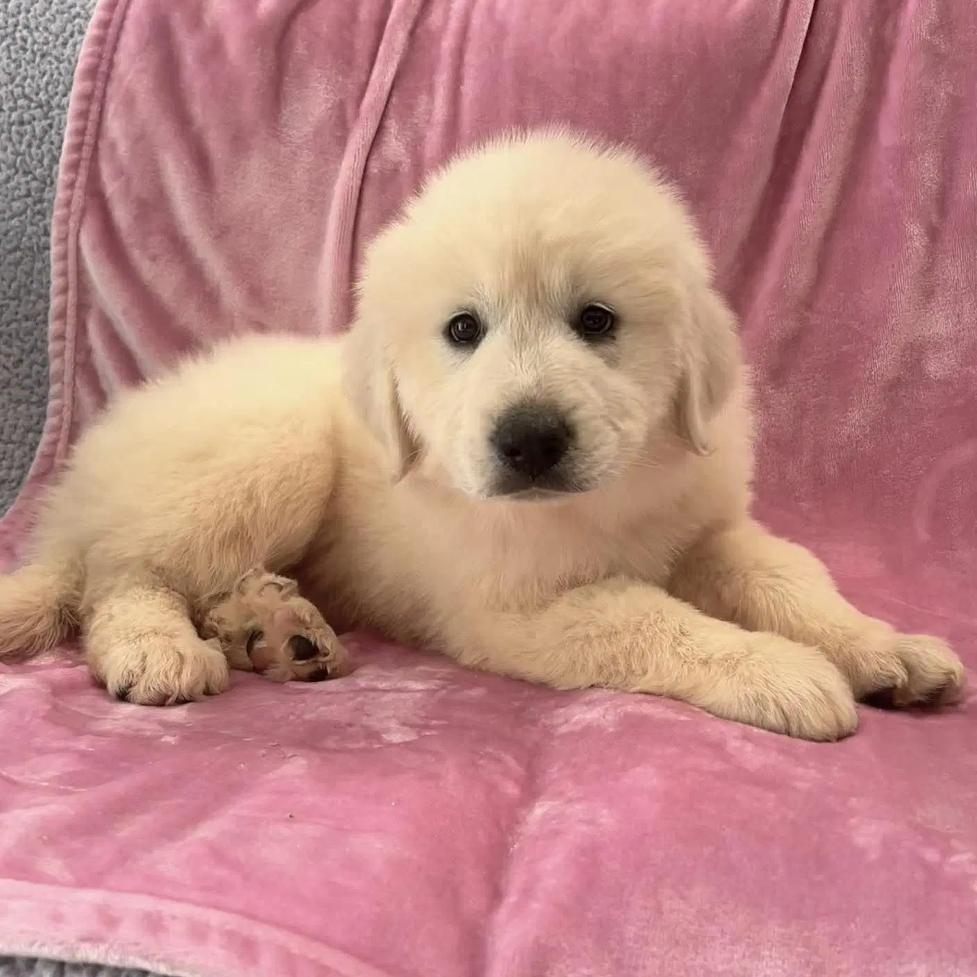 Winnie - Great Pyrenees
