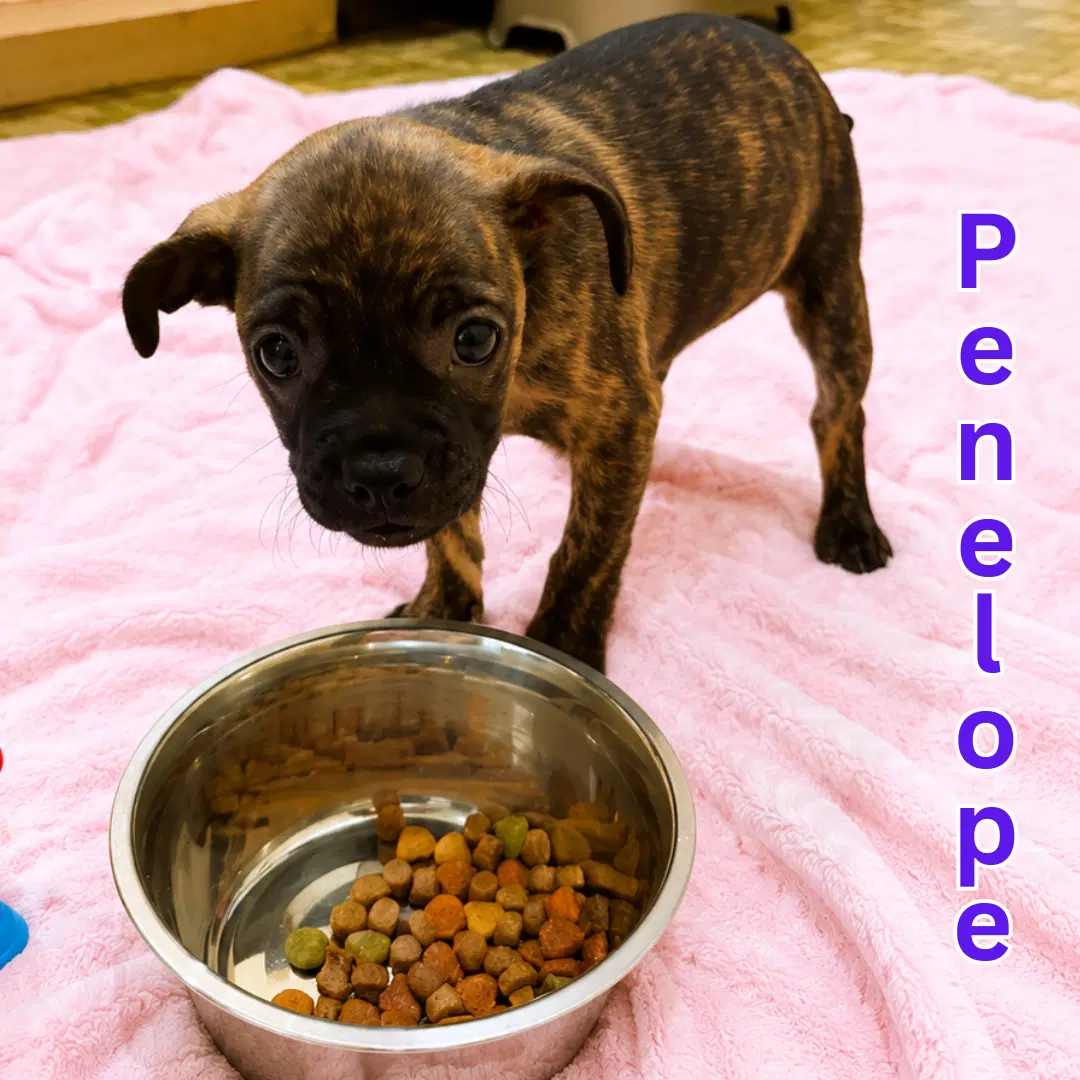Penelope image 3