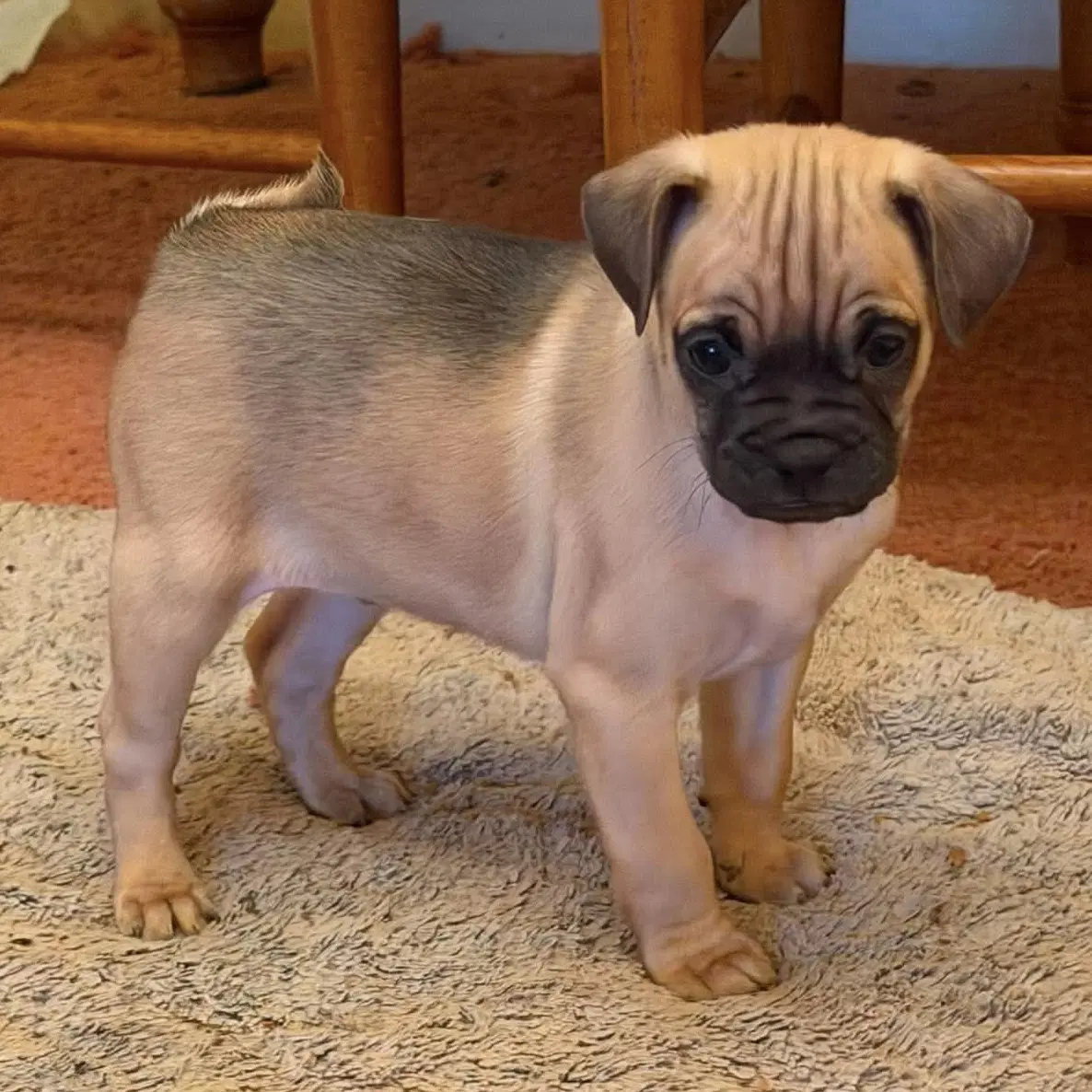 Gus Jr - Pug