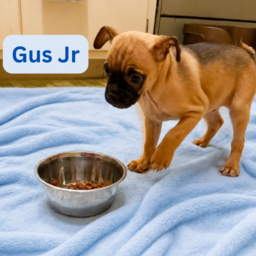 Gus Jr image 3