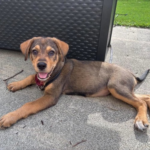 picture of the dog needing adoption