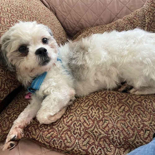 picture of the dog needing adoption