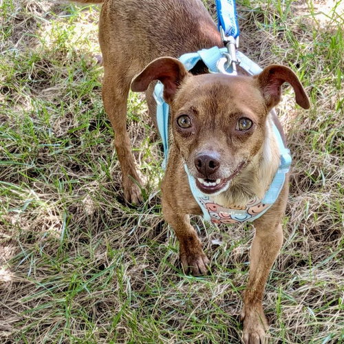 picture of the dog needing adoption